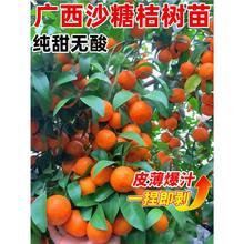 沙糖桔树苗正宗橘子树果苗广西无籽砂糖橘南北方庭院盆栽地栽种植