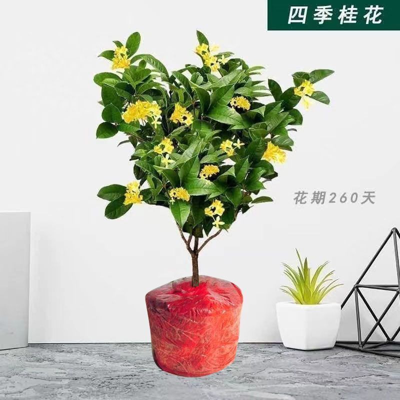 1.6년생 중간모종[일반모기퇴치제] 원토에서 출고