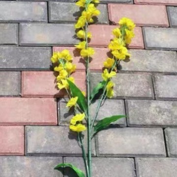 삼차 잎 유채 꽃 [약 90 고]