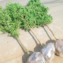 USeͥԺ辰ͺļ׳ɻС~S