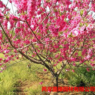 �G��������ľ�����ұ��� �����һ����̘� ������ ���˱��Ҙ���