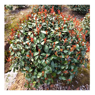 �a�����l �t�~ʯ��� �G���������� ���� ֱ�� ��ľ ����