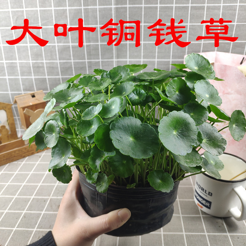 Potted Green Plant with Leaves, Suitable for Hydroponics, Can Be Used on Balconies, Office Desks, and Is Easy to Maintain and Grow Throughout the Year Potted Green Plant with Leaves, Suitable for Hydroponics, Can Be Used on Balconies, Office Desks, and Is Easy to Maintain and Grow Throughout the Year