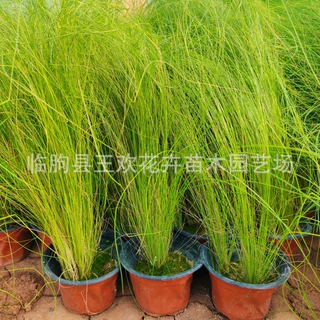 墨西哥羽毛草青州基地  园林景观造景工程苗 根系好易成活观赏苗