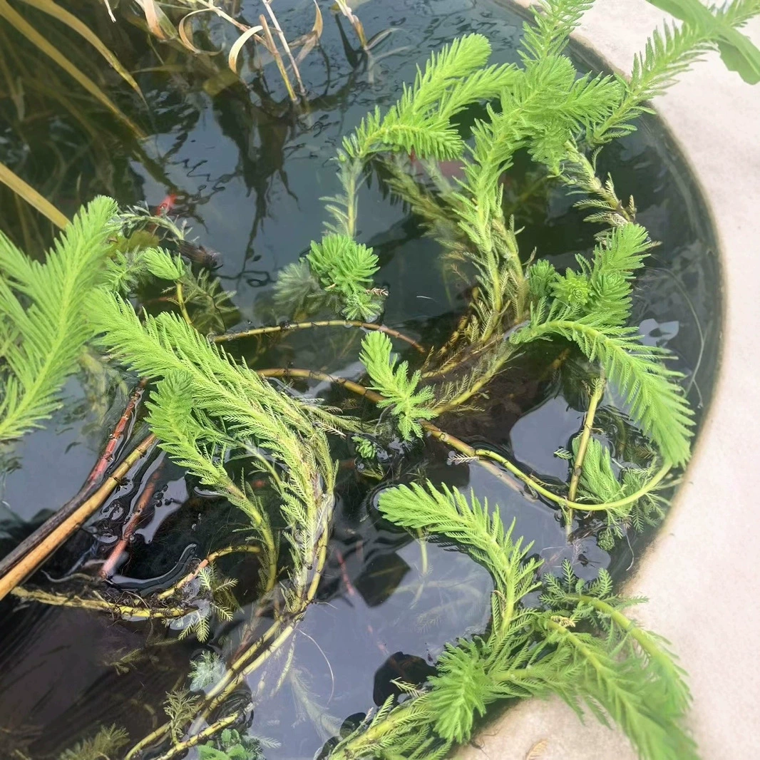 База оптом поставляет большое количество водных растений, таких как элодея, полигра и черные водоросли, с высокой выживаемостью и полным ассортиментом.