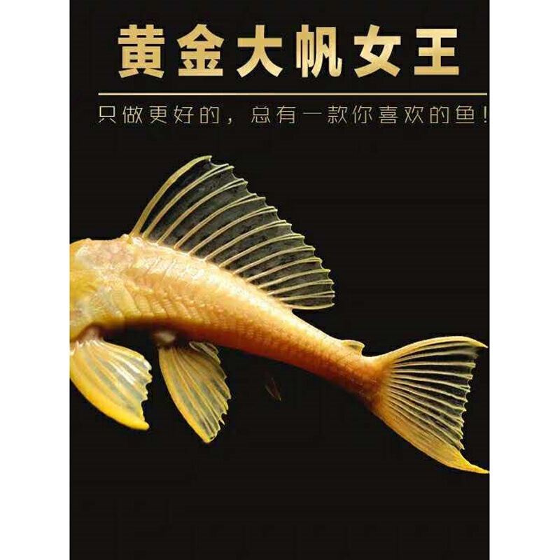 Golden Red-Eye Queen Sailfish Live Specimen, Special-Shaped Emperor Maze Leopard Cleanerfish Arowana with Cleanerfish Golden Red-Eye Queen Sailfish Live Specimen, Special-Shaped Emperor Maze Leopard Cleanerfish Arowana with Cleanerfish