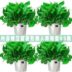 �G�}�������Գ���ȩ���m�k���ҿ͏dˮ��ֲ���҃��L�����l�G�j���]