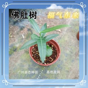 ��ǘ�������l �Ԯa���N  �������� ���^�쾰���̾G����