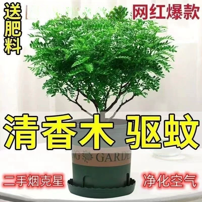 Средство от комаров, ароматные деревянные цветы в горшках и зеленые растения, легко поддерживать в любое время года, очищающие воздух, поглощающие растения, другие разноцветные растения.