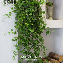 常春藤吊兰垂吊植物室内盆栽壁挂墙绿植长青藤吊篮垂钓悬挂吸甲醛