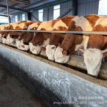 TţСţ Tţţ sSţBţ