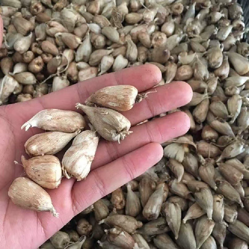 В зависимости от веса оптовой продажи Ароматный шар снежной орхидеи аромат шар фрезии цвет бутона полные семена цветов легко выжить