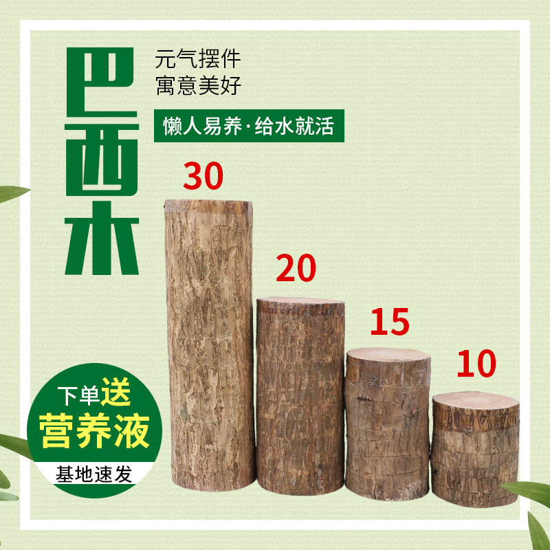 Water-Raised Lucky Wood Brazilian Wood Office Desktop Green Plant Small Potted Lazy Person Water-Raised Easy-To-Live Four-Season Brazilian Wood Water-Raised Lucky Wood Brazilian Wood Office Desktop Green Plant Small Potted Lazy Person Water-Raised Easy-To-Live Four-Season Brazilian Wood