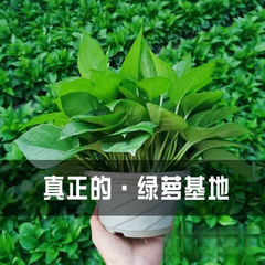 グリーンラタン鉢植え屋内ホルムアルデヒド吸収長蔓垂れ大葉180モデルグリーンラタン新築住宅水耕花と緑の植物