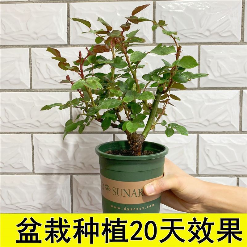 玫瑰花树苗老桩月季花苗灌木大花盆栽室内外四季开特大花浓香老根