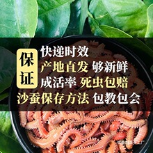 活沙蚕 红青虫鲈鱼饵 海蚂蝗海蜈蚣海钓鱼饵料海沙蚕活饵顺垒德株