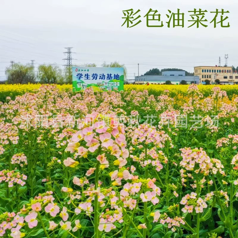 Декоративные цветные семена семян цветов рапса Семена цветов красочные семена рапса высокоурожайная добыча масла весна и осень посев цветов
