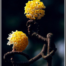 结香花别墅庭院花卉植物梦冬花树苗金腰带耐寒园林绿化结香苗