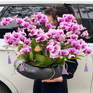 �����m���玧���������������m������͏d�҃�ֲ�ﻨ���ļ����B��