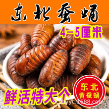 东北特产蚕蛹新鲜鲜活大茧蛹子大蚕蛹蝉蛹柞蚕4-5厘米