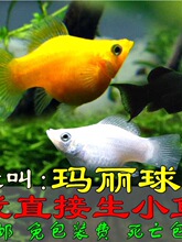 �����~̥���~�����~��ȸ�~�����~�¹��~����Ĥ�~�^�p�~���w�~���]