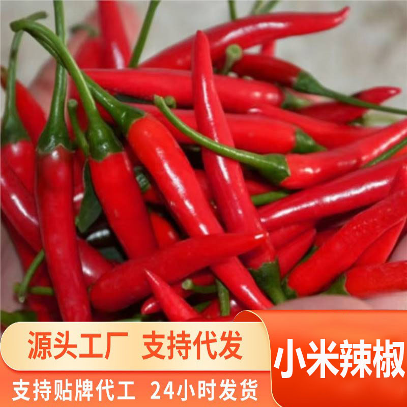 云南小米辣2024新干辣椒微辣特香非二荆条朝天椒油泼辣子