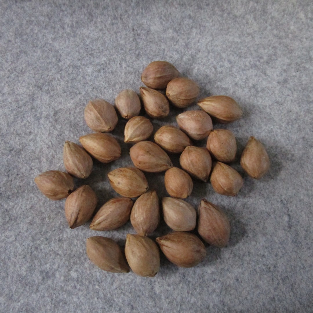 广西油核文玩三花素核橄榄核圆核无雕刻原色原料杂核练手料工艺