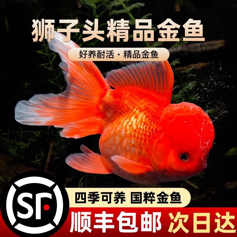 红狮子头金鱼鸿运当头自来水可养好养冷水鱼不用打氧招财鱼观赏鱼