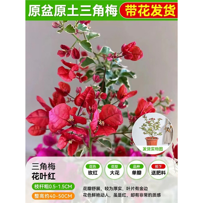 [꽃과 함께 배송되며, 수령 즉시 즐겨보세요] 부겐빌레아 모종 40- 45cm