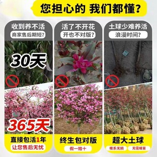 ���Ę���ͥԺ�����������Ļ����紹�z���ı��������L����G������