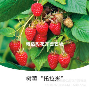 �����ט�ݮ��Ұ���������Ϸ������Nֲ�ļ����Ե��Թ����箔��Y��