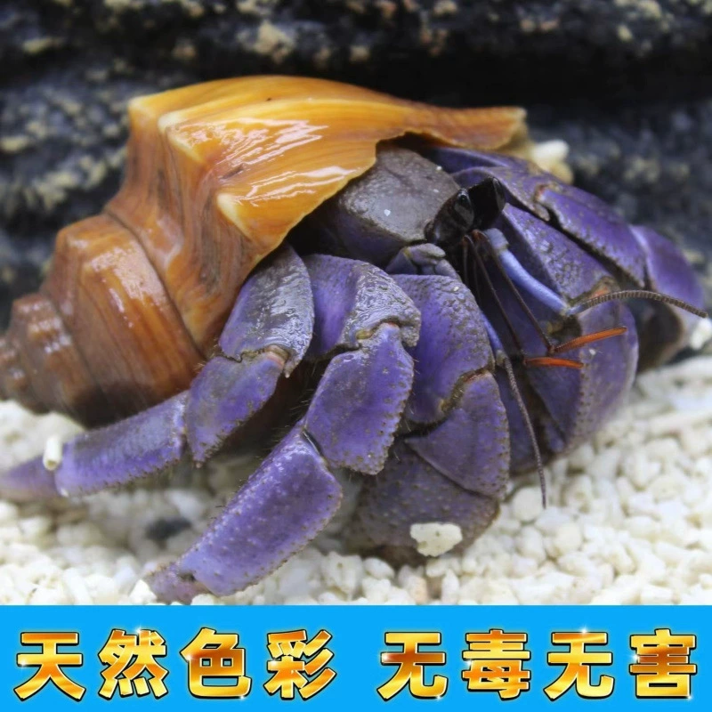 Детские ленивые питомцы Land hermit crabs — наземные ручные крабы, живые пресноводные ягоды, короткий хвост, серо-белые тёмно-фиолетовые декоративные крабы