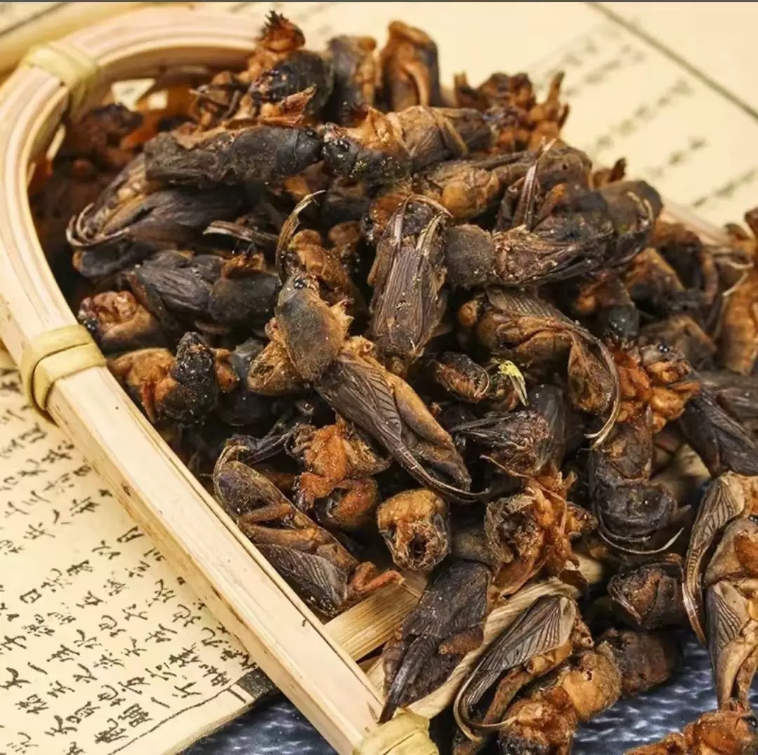 Lou Gu Dried (Gryllotalpa orientalis) — Whole Dried Mole Cricket, Traditional Herbal Material 500g specifications