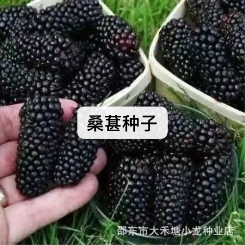 桑葚种子果桑桑葚种子桑枣树种子桑枣树种子家桑