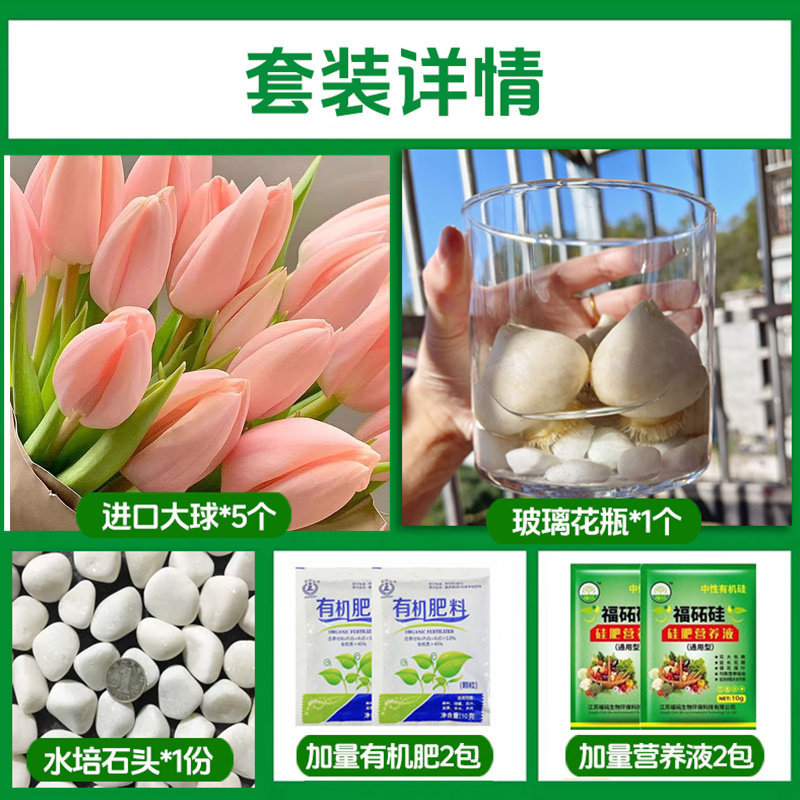 Round bottle hydroponic kit: a3 anna tulip 5 large bulbs + 2 nutrient solutions + 2 fertilizers + glass bottle + pebbles