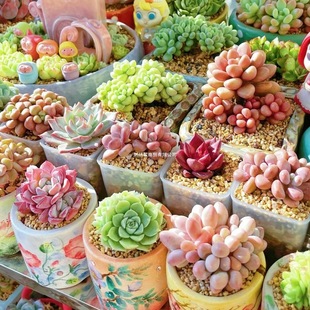 ����ֲ���׃��@�GֲС���Ի������҃��Ϙ�Ⱥ�����F���w���B