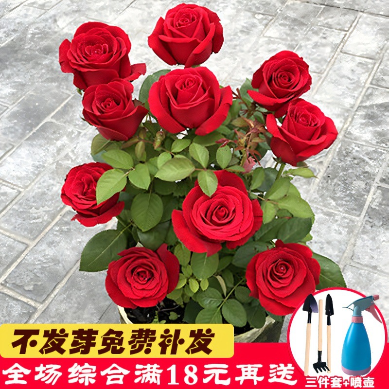 玫瑰花种籽子四季播种开花易活室内花卉植物盆栽室外庭院鲜花种子