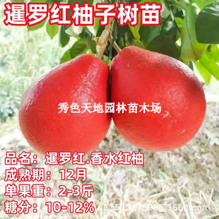 ̩�����_�t�֘���޽Ӽt��ʯ������߮a�����玧�����~���t�֘���