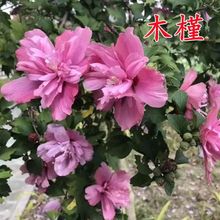 ľ�ȷN����ľ�N��ľ�Ȼ��N���ļ����������^�G�������^�~�N��