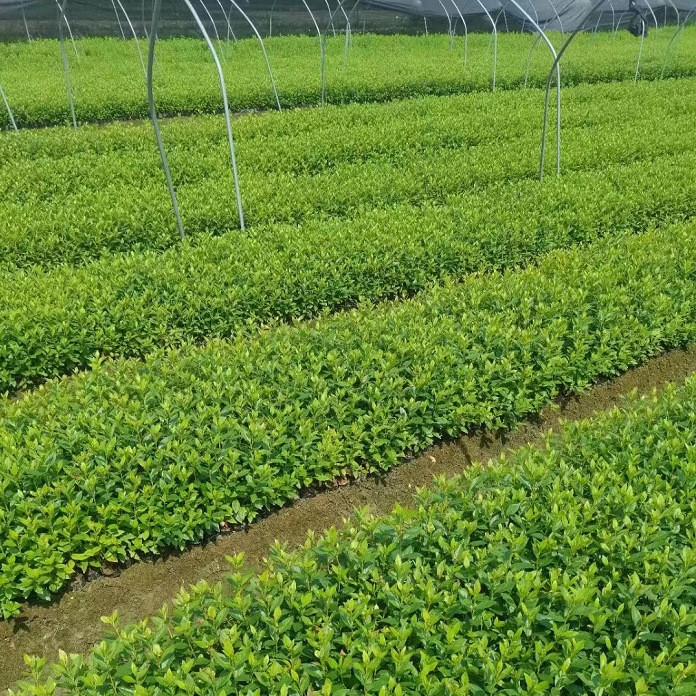 基地大量批鹃小杯毛鹃紫鹃夏鹃杜鹃西洋鹃开花