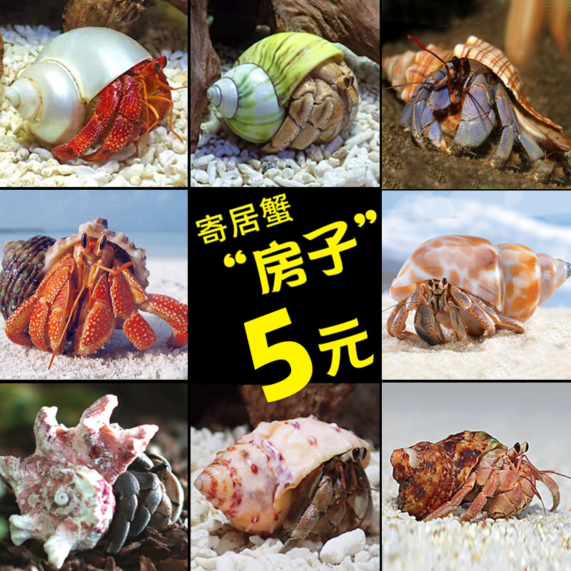 Hermit Crab Replacement Shell ~ House Small Large Natural Shell Conch Shell Ornaments Decoration Fish Tank Landscaping Spare Hermit Crab Replacement Shell ~ House Small Large Natural Shell Conch Shell Ornaments Decoration Fish Tank Landscaping Spare