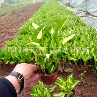 ���~���������~߅���~ ���^�@���^��ֲ�������������������l