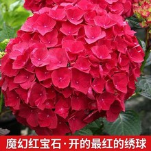 绣球花苗盆栽大花绣球无尽夏四季花卉室内庭院好养当年开花耐寒