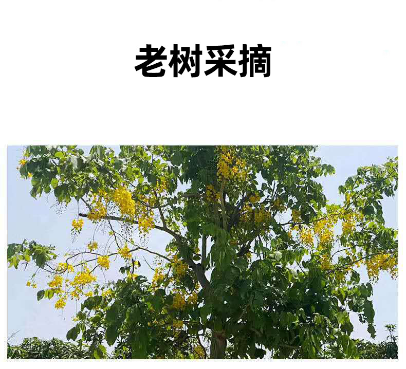 Bian Mi Gu Dried Cassia Fruit Pulp 500g Yunnan Da Jie Gu Traditional Herbal Fruit key features