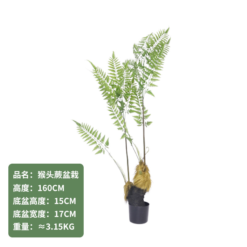 Cabeza de mono Helecho 160CM (con base negra)