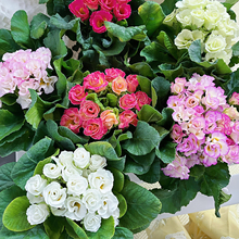 õ��󴺻���������ͥԺ�̨�҃��^�p�����ͺ����ܺ��B�ױ������l