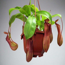 �i�\�����Ի��ܾGֲ��ò��nωʳ�x��ֲ���҃Ȳ��x���m������ֲ��