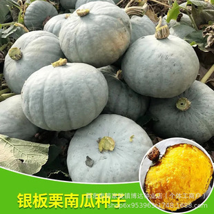 �y���ϹϷN���½���Ƥ�y���ϹϷN�������Ŵ����ζ�߲��ļ��Nֲ