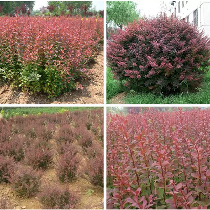Садовые растения для ландшафта, саженцы, растения для двора, саженцы красного листа бербериса, саженцы фиолетового листа бербериса, саженцы цветов, саженцы живой изгороди