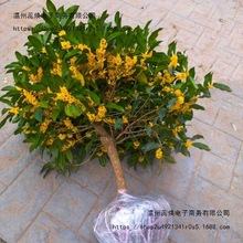 �𻨘���������Խ���ļ����҃���������̨���ܾGֲͥԺ�辰